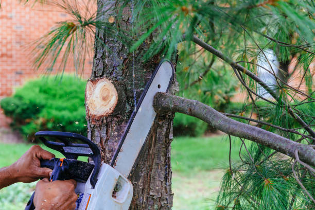 Best Local Tree Services  in Colonial Heights, TN